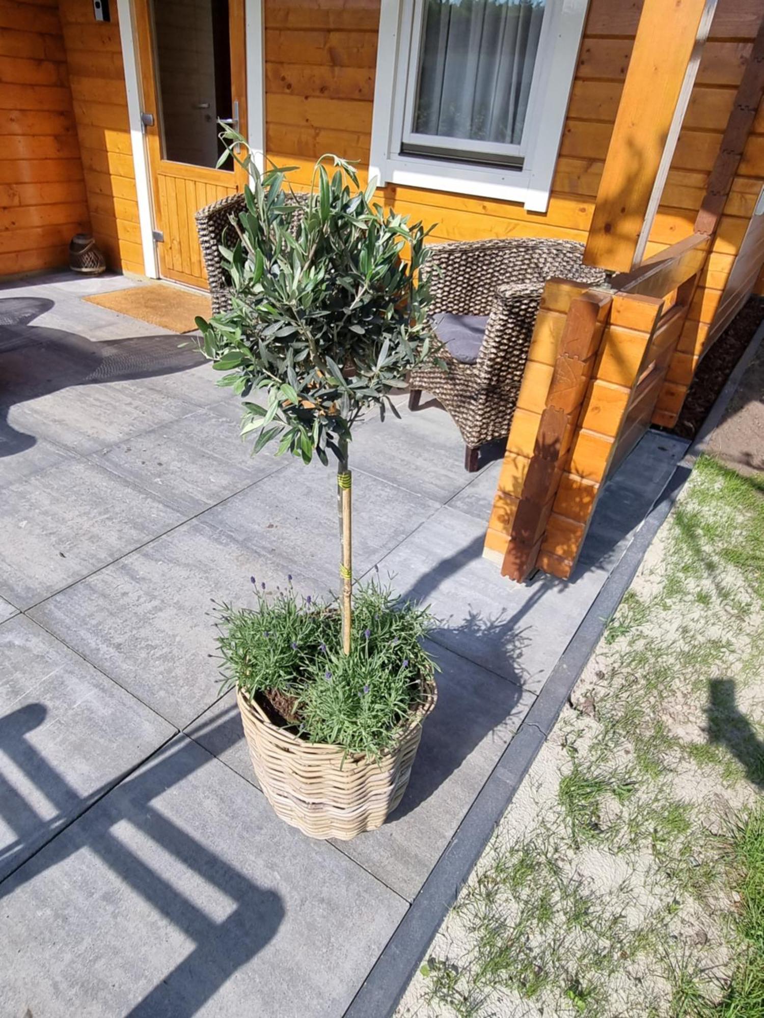 Nieuw - Luxe Blokhut Chalet In Bosrijke Omgeving Anloo Экстерьер фото