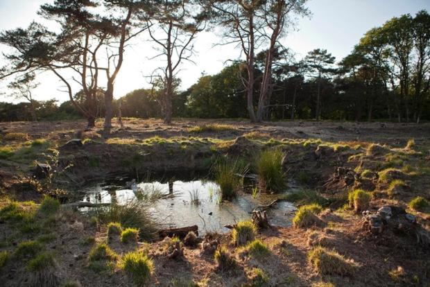 Nieuw - Luxe Blokhut Chalet In Bosrijke Omgeving Anloo Экстерьер фото